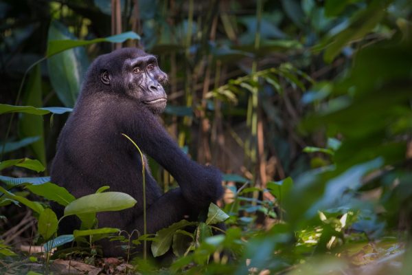 Lowland Gorillas in Odzala-Kokoua National Park