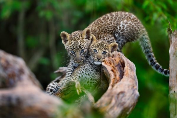 leopards in Masai Mara