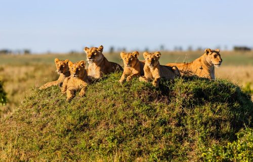 Pride of lions in Masai Mara