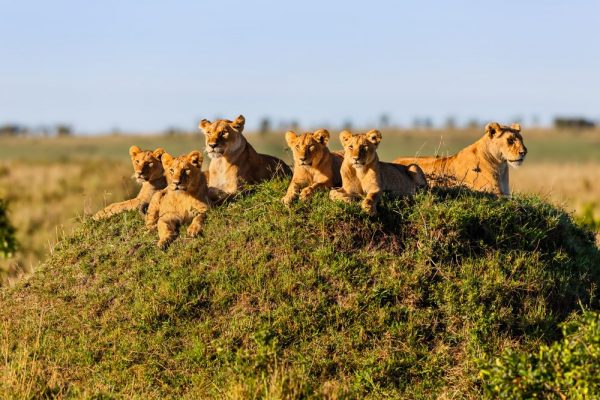 Pride of lions in Masai Mara