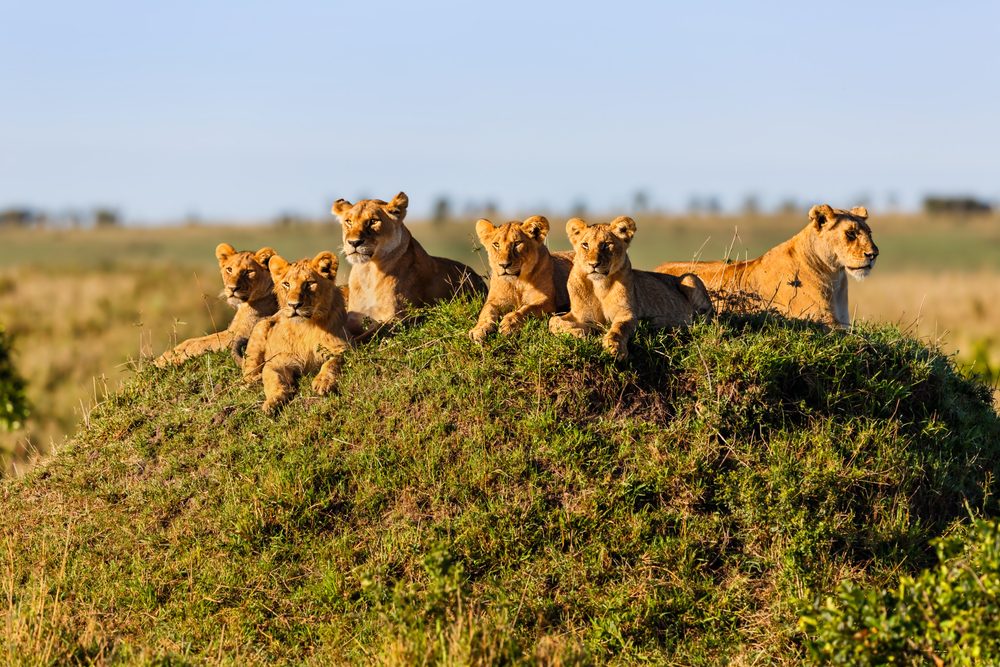 A Full Detailed Itinerary for Masai Mara Serengeti Zanzibar