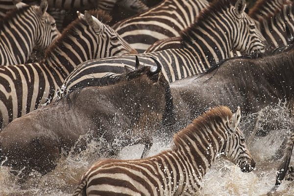 Millions of wildebeest and zebra migrate
