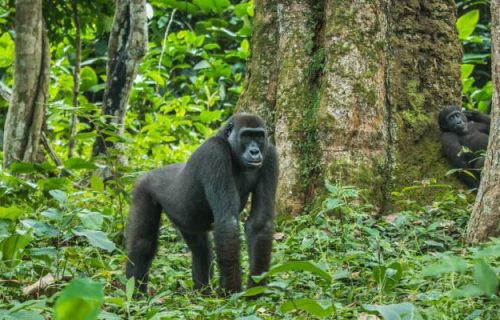 Odzala-Kokoua National Park Lowland Gorillas