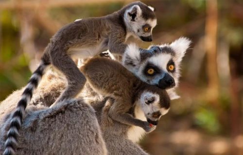 Peregrine Adventures Madagascar Lemur Family babies