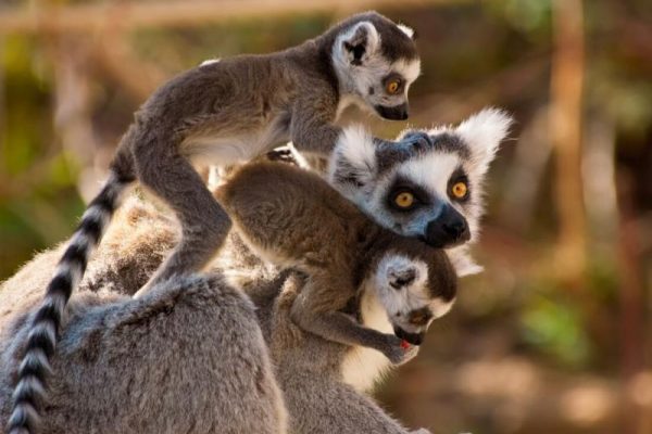 Peregrine Adventures Madagascar Lemur Family babies