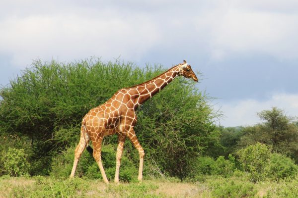 Reticulated giraffe in Samburu