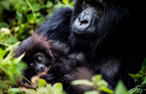 Rwanda Gorilla Tracking