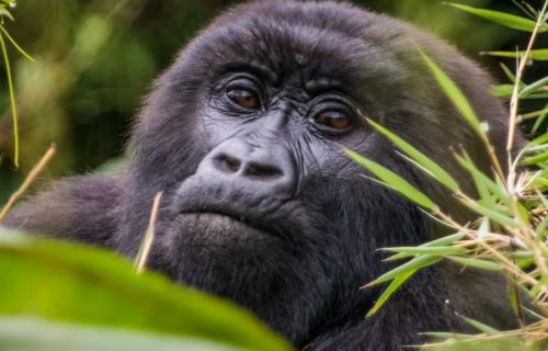 Rwanda Gorilla Trek