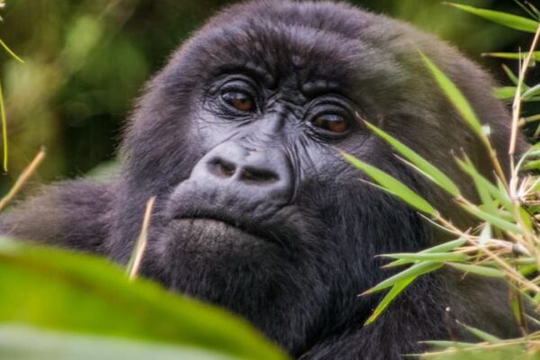 Rwanda Gorilla Trek