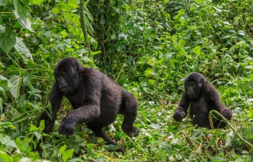 Rwanda gorilla forest babies
