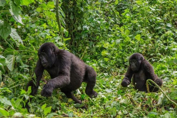 Rwanda gorilla forest babies