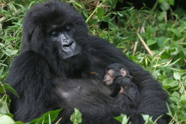 Rwanda Gorilla mother baby