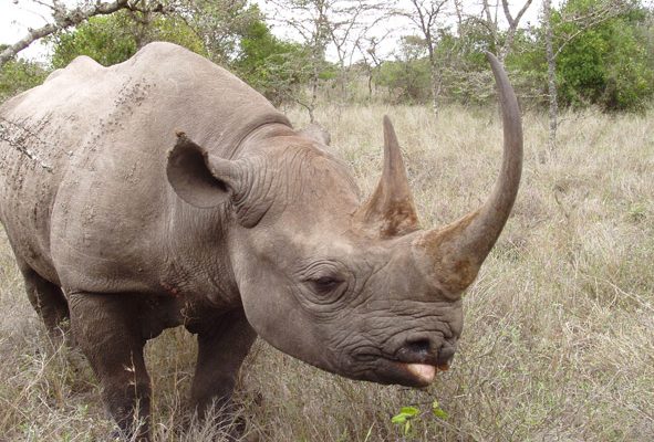 Sweetwaters sits in Private conservancy that is a home to East Africa largest black rhino