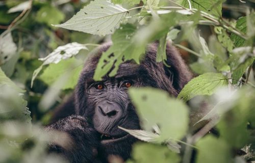 Ugandan mountain gorilla closeup