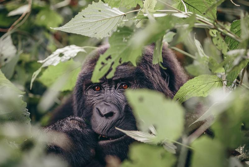 Ugandan mountain gorilla closeup