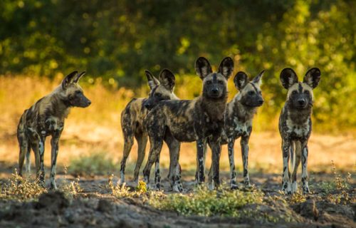Wild Dogs in Mana Pools National Park