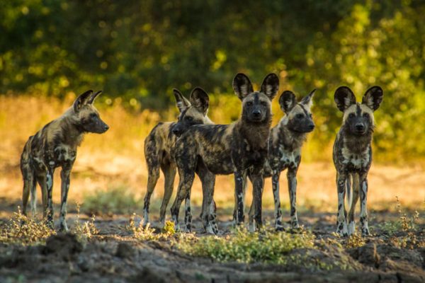 Wild Dogs in Mana Pools National Park