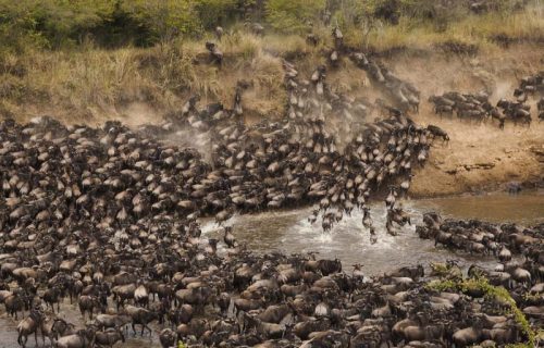 Wildebeest Migration