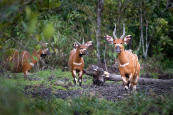 Wildlife in Congo