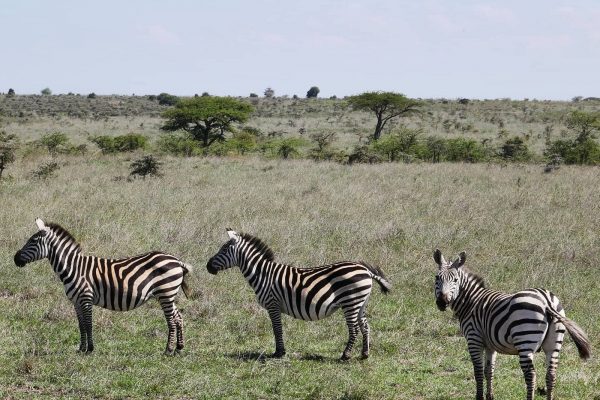 Zebras in Nairobi National Park