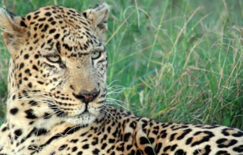 Botswana leopard in Khwai River
