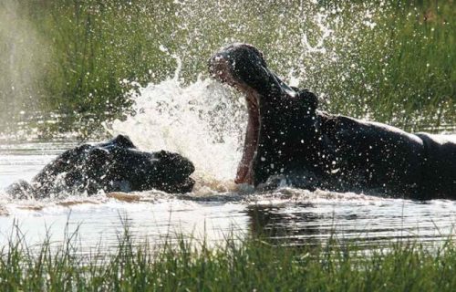 Botswana Moremi game reserve hippos