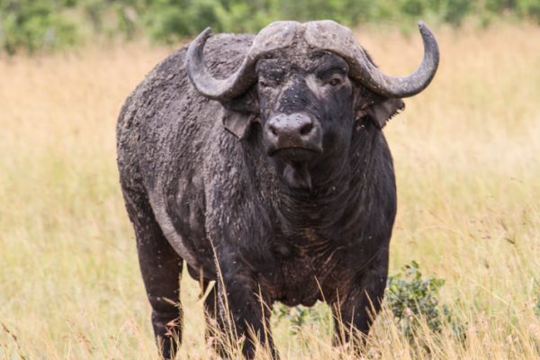 buffalos in Ngorongoro Crater