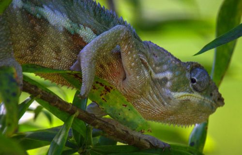 chameleons in andasibe-mantadia national park madagascar