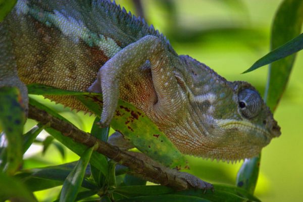 chameleons in andasibe-mantadia national park madagascar