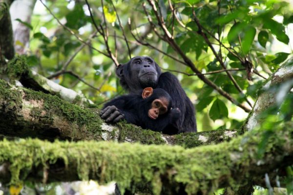 chimpanzee habituation in Kibale Forest