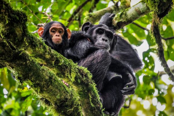 chimpanzee habituation in Kibale Forest National Park