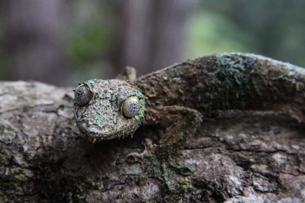 geckos in Ranomafana National Park