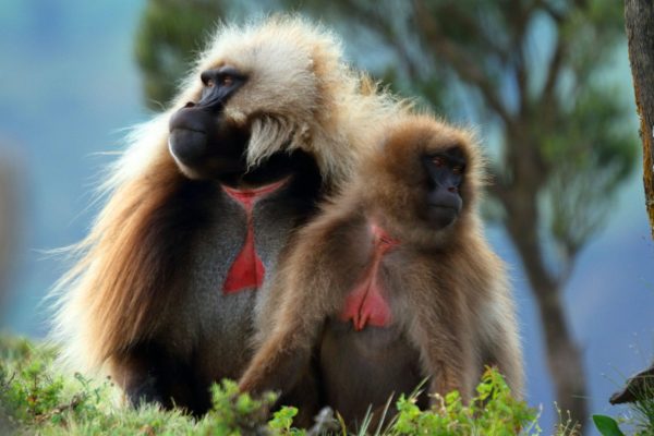 gelada monkey in Ethiopia
