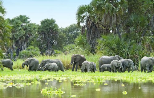 herd of elephants in Selous Game Reserve