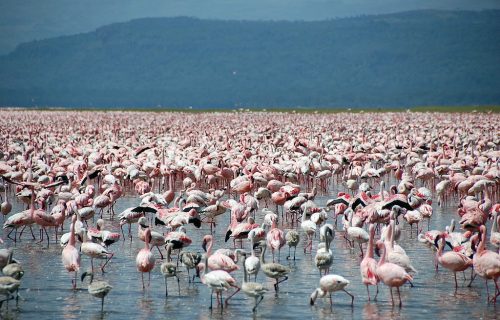 Lake Naivasha Kenya