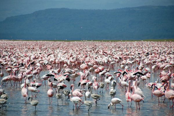 Lake Naivasha Kenya