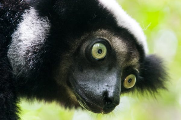 Lemurs in Andasibe-Mantadia