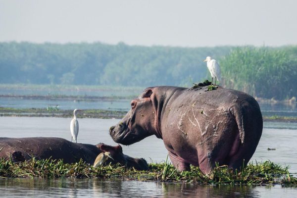 Murchison falls national park, Uganda