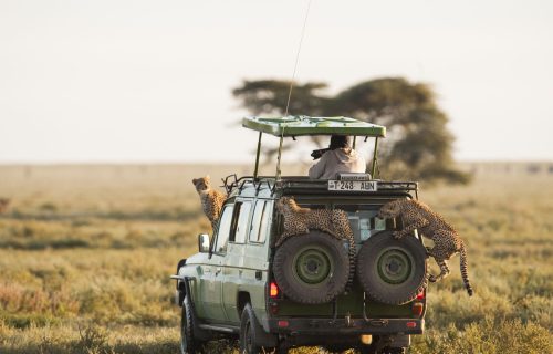 Serengeti national park Tanzania