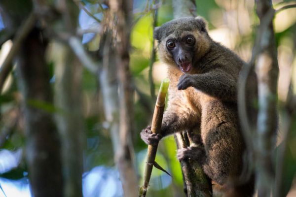 the golden bamboo lemur