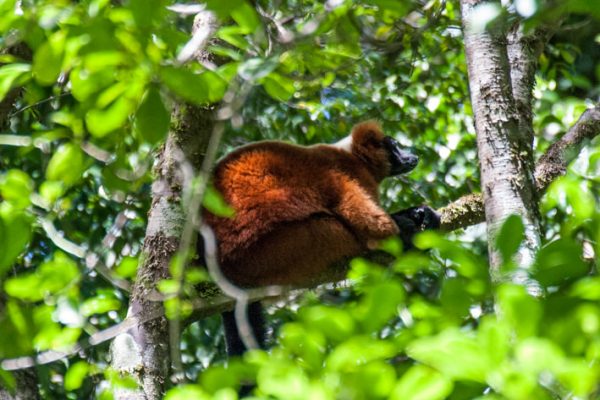 the red-ruffed lemur in Masoala National Park