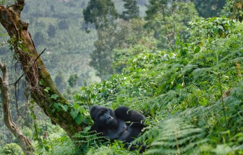 Uganda Bwindi national park mountain gorilla