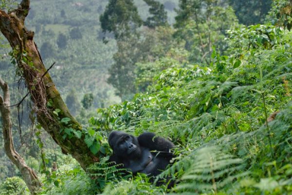 Uganda Bwindi national park mountain gorilla