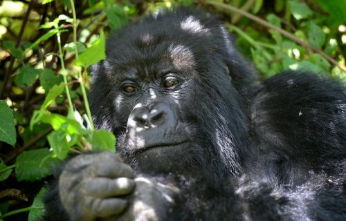 Uganda relaxed mountain gorilla