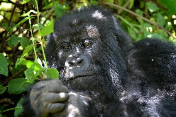 Uganda relaxed mountain gorilla