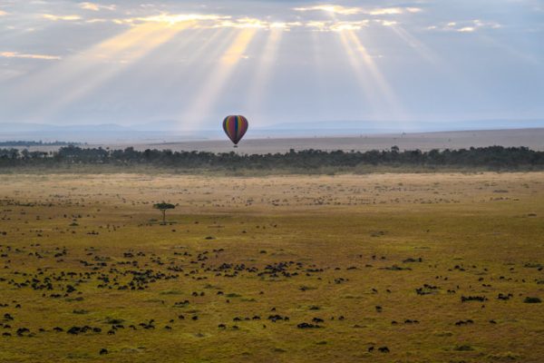 wildebeest Migration -Masai Mara