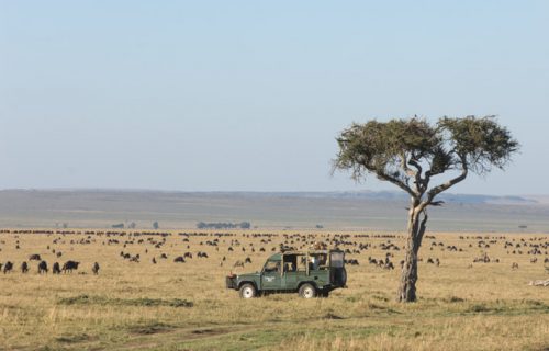 Wildebeest Migration - Masai Mara