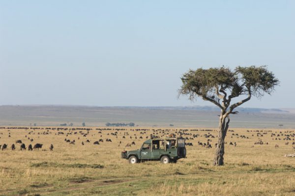 Wildebeest Migration - Masai Mara