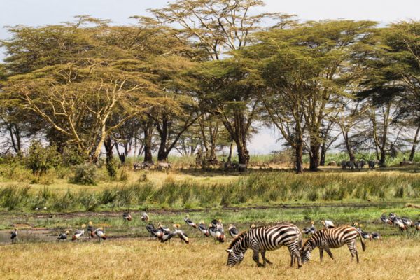 Zebra in Ngorongoro Crater