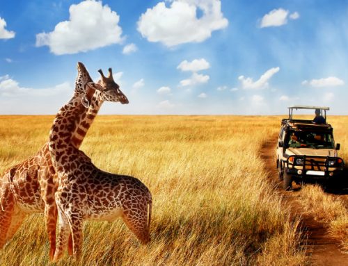 African Safari Cost
